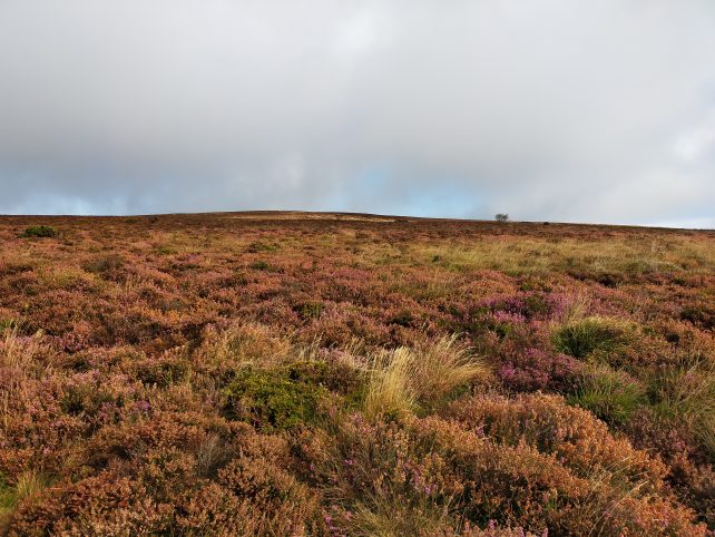 Dunkery Hill gorse