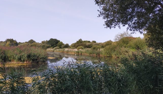 RSPB Ham Wall Somerset