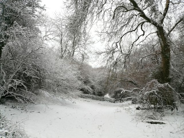 Snowy Somerset countryside