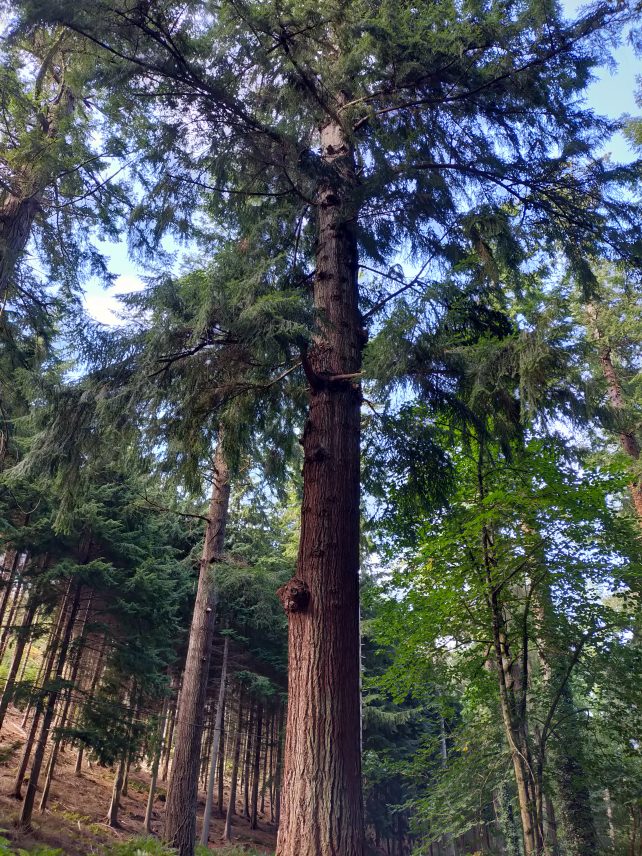 England's tallest tree in Nutcombe Bottom near Dunster