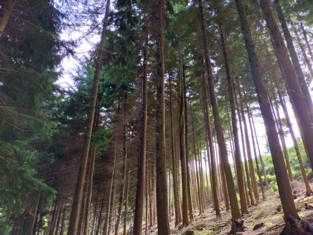 Nutcombe Bottom near Dunster