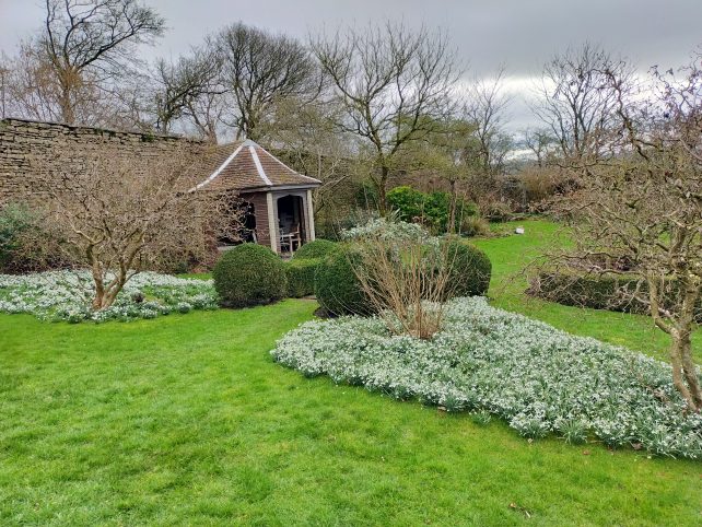 Snowdrops in Stoberry Park Gardens Somerset