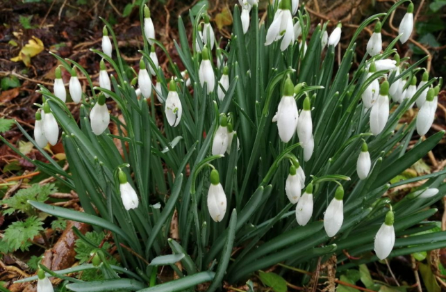 Snowdrops in Somerset
