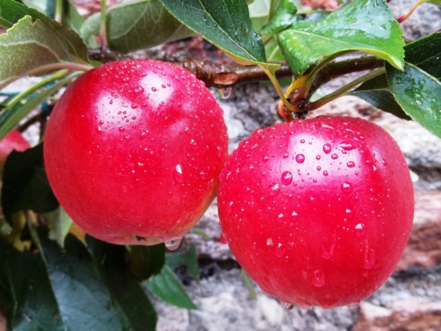 Somerset apples