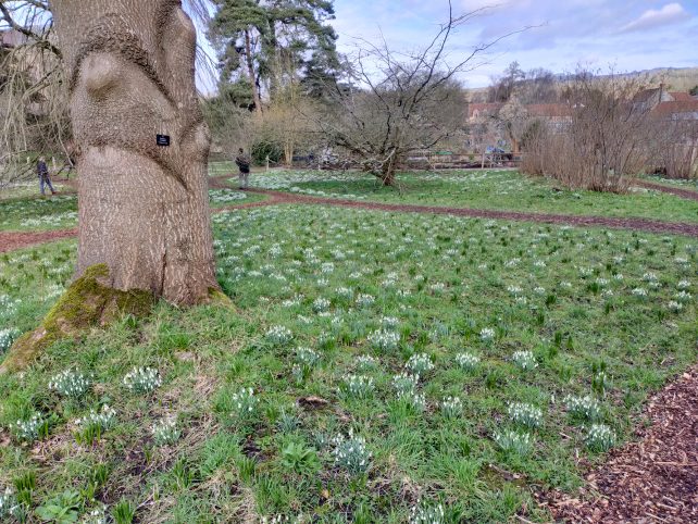 Where to see snowdrops in Somerset